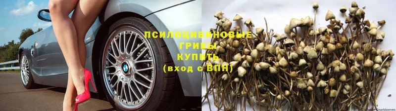 Псилоцибиновые грибы Psilocybe  Аксай 